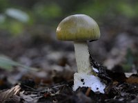 Amanita phalloides 11, Groene knolamaniet, Saxifraga-Luuk Vermeer