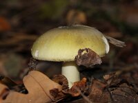 Amanita phalloides 15, Groene knolamaniet, Saxifraga-Foto Fitis-Sytske Dijksen