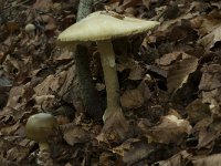 Amanita phalloides 9, Groene knolamaniet, Saxifraga-Willem van Kruijsbergen