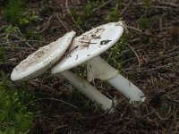 Amanita phalloides var verna 8, Witte knolamaniet, Saxifraga-Willem van Kruijsbergen