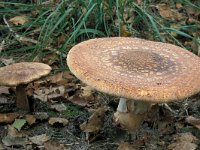 Amanita rubescens, Blusher