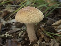 Amanita rubescens 10, Parelamaniet, Saxifraga-Willem van Kruijsbergen