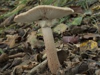 Amanita rubescens 11, Parelamaniet, Saxifraga-Willem van Kruijsbergen