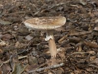 Amanita rubescens 12, Parelamaniet, Saxifraga-Willem van Kruijsbergen