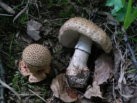 Amanita rubescens 4, Parelamaniet, Saxifraga-Jan Willem Jongepier