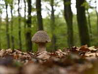 Amanita rubescens 8, Parelamaniet, Saxifraga-Luuk Vermeer