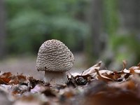 Amanita rubescens 9, Parelamaniet, Saxifraga-Luuk Vermeer