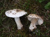 Amanita strobiliformis