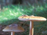 Amanita submembranacea