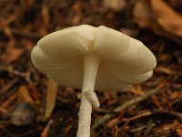 Amanita virosa, Destroying Angel