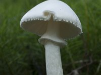 Amanita virosa 4, Kleverige knolamaniet, Saxifraga-Willem van Kruijsbergen