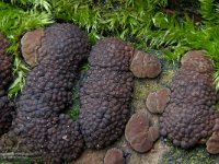 Annulohypoxylon multiforme 4, Vergroeide kogelzwam, Saxifraga-Lucien Rommelaars