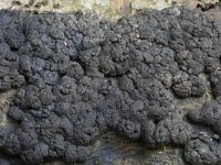 Annulohypoxylon multiforme