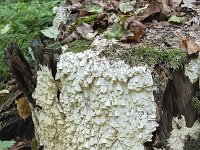 Fungus Antrodia xantha on stump of fir tree  Fungus Antrodia xantha on stump of fir tree : fungus, fungi, Antrodia xantha, stump, fir tree, tree, mycology, mycological, white, nature, natural, summer, summertime, outside, outdoor, outdoors, no people, nobody