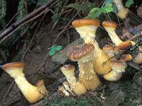 Armillaria lutea