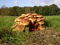 Armillaria mellea, Honey Fungus