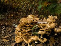 Armillaria mellea 4, Echte honingzwam, Saxifraga-Jan van der Straaten