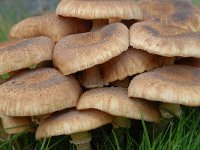 Armillaria mellea 8, Echte honingzwam, Saxifraga-Luuk Vermeer