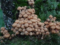 Armillaria ostoyae 2, Sombere honingzwam, Saxifraga-Willem van Kruijsbergen