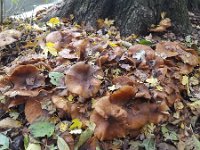 Honey mushroom Armillaria ostoyae growing along ditch  Honey mushroom Armillaria ostoyae growing along ditch : mushroom, Armillaria ostoyae, ditch, yellow, brown, water, cap, caps, stem, stems, toadstool, fungus, mushrooms, toadstools, fungi, nature, natural, growth, fall, autumn, autumnal, outside, outdoors, nobody, no people, honey mushroom