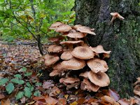 Armillaria ostoyae 31, Sombere honingzwam, Saxifraga-Tom Heijnen