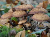 Armillaria ostoyae 8, Sombere honingzwam, Saxifraga-Luuk Vermeer