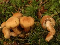 Armillaria tabescens, Ringless Honey Fungus