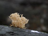 Artomyces pyxidatus 12, Kroontjesknotszwam, Saxifraga-Luuk Vermeer