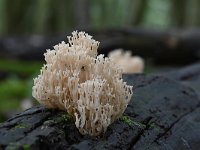 Artomyces pyxidatus 16, Kroontjesknotszwam, Saxifraga-Luuk Vermeer