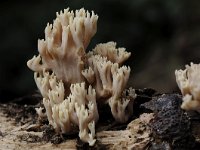 Artomyces pyxidatus 21, Kroontjesknotszwam, Saxifraga-Luuk Vermeer