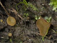 Ascobolus foliicola 4, Bladspikkelschijfje, Saxifraga-Willem van Kruijsbergen