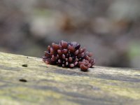 Ascocoryne sarcoides 3, Paarse knoopzwam, Saxifraga-Luuk Vermeer