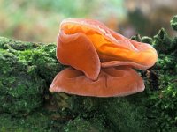 Auricularia auricula-judae