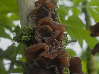 Auricularia auricula-judae 48, Echt judasoor, Saxifraga-Willem van Kruijsbergen