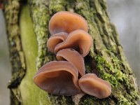 Auricularia auricula-judae 53, Echt judasoor, Saxifraga-Luuk Vermeer