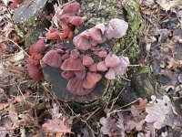 Auricularia auricula-judae 8, Echt judasoor, Saxifraga-Peter Meininger