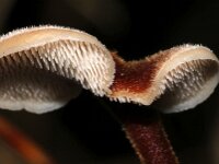 Auriscalpium vulgare 20, Oorlepelzwam, Saxifraga-Foto Fitis-Sytske Dijksen