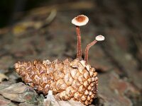 Auriscalpium vulgare 22, Oorlepelzwam, Saxifraga-Foto Fitis-Sytske Dijksen