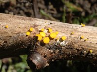 Bisporella citrina 3, Geel schijfzwammetje, Saxifraga-Jan van der Straaten