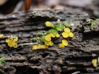 Bisporella sulfurina 2, Zwavelgeel schijfzwammetje, Saxifraga-Luuk Vermeer