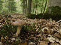 Boletus badius 2, Kastanjeboleet, Saxifraga-Willem van Kruijsbergen