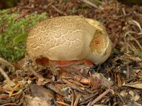 Boletus calopus, Bitter Beech Bolete