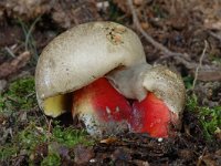 Boletus calopus 2, Pronksteelboleet, Saxifraga-Marijke Verhagen