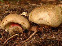 Boletus calopus 3, Pronksteelboleet, Saxifraga-Marijke Verhagen