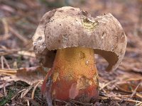 Boletus calopus 4, Pronksteelboleet, Saxifraga-Jan de Laat