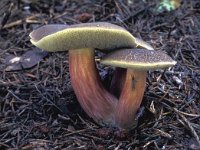 Boletus chrysenteron, Red Cracking Bolete