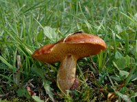 Boletus edulis, Penny Bun