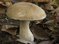 Boletus edulis 1, Gewoon eekhoorntjesbrood, Saxifraga-Willem van Kruijsbergen