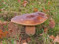 Boletus edulis 10, Gewoon eekhoorntjesbrood, Saxifraga-Ab H Baas