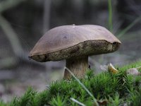 Boletus edulis 12, Gewoon eekhoorntjesbrood, Saxifraga-Luuk Vermeer